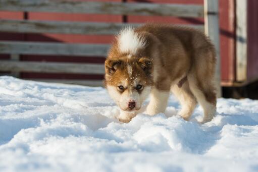 can a alaskan husky live in greenland