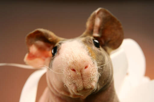 A close up of a skinny guinea pig's wonderful hairy nose