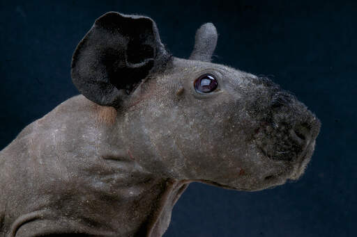 A close up of a black skinny guinea pig's wonderful big ears and hairy nose