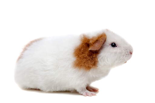 A teddy guinea pig with incredible thick white and ginger fur