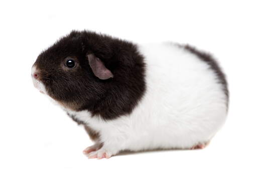 Teddy guinea pig price sales