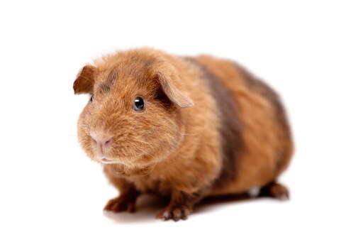 A close up of a teddy guinea pig's lovely little pink nose