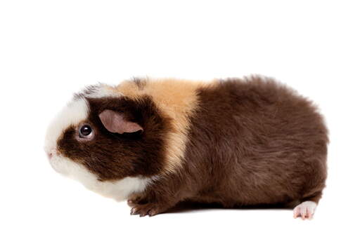 A lovely little teddy guinea pig with folded over ears