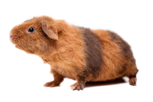 The wonderful soft stripy fur of a teddy guinea pig