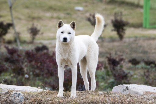 Korean-jindo-outside