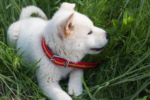 Korean-jindo-puppy