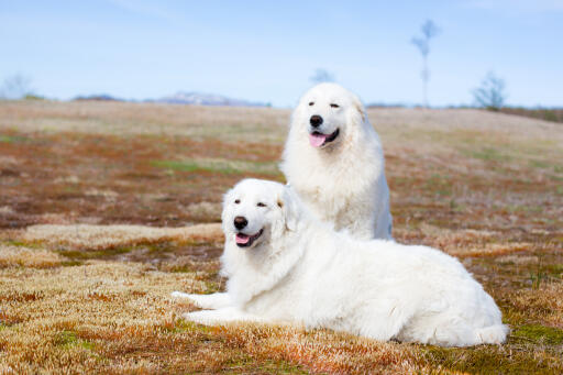 Maremma-sheepdog-friends