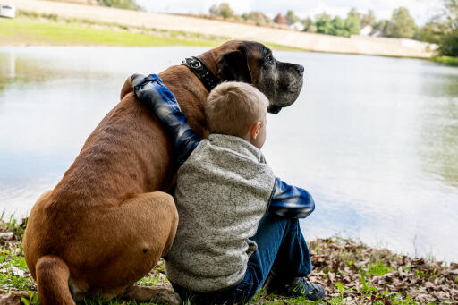 Mastiff-with-child