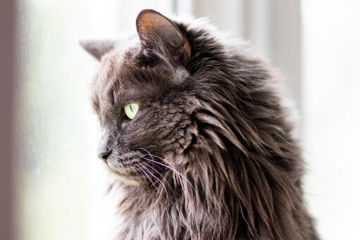 Close up headshot of fluffy nebelung cat looking to the side