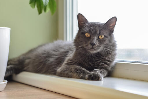 Nebelung cat relaxing on a windowsil