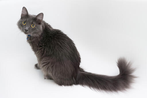 Nebelung cat against a white background