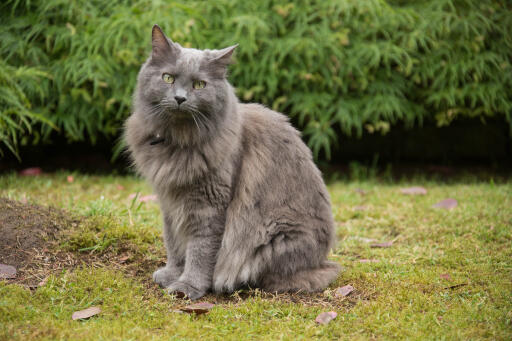Nebelung cat sitting in a garden