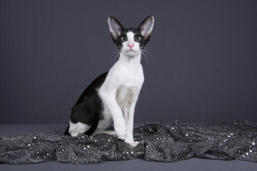 Black and white oriental bicolour cat against grey background