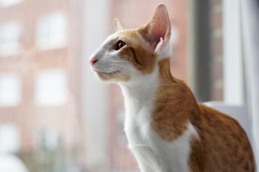 Red and white oriental bicolour cat in front of window