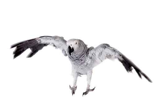 A african grey parrot showing off its great wing span