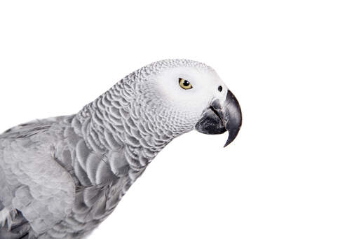 A close up of a african grey parrot's beautiful eyes