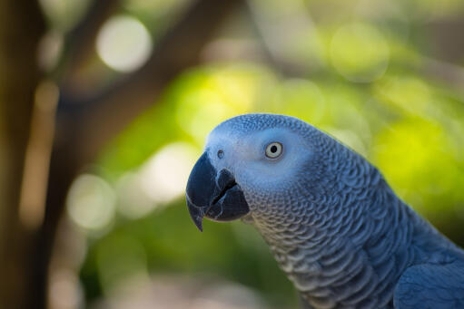 A close up of a african grey parrot's big, beautiful eyes