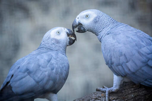 Two beautiful african grey parrots perched on a branch