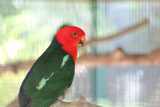 A close up of a australian king parrot's beautiful eyes