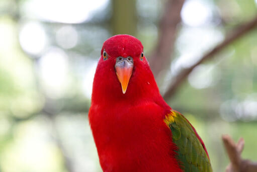 A close up of a australian king parrot's wonderful, red head feathers