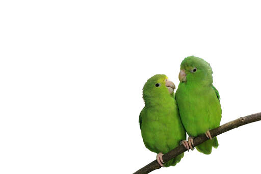 Two beautiful blue winged parrotlet's on a perch together