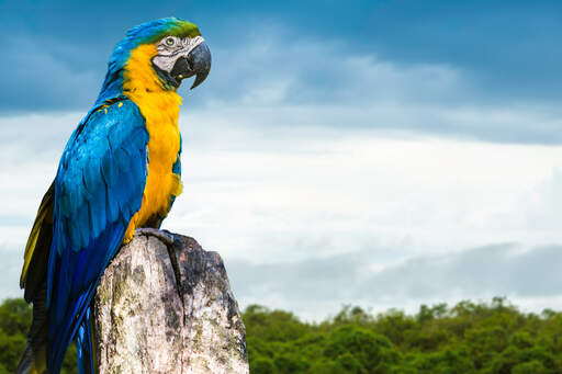 A wonderful blue and yellow macaw's incredible colour pattern