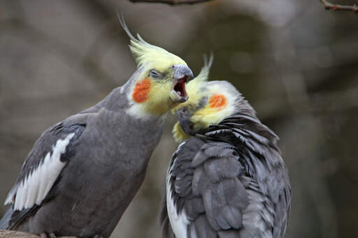 A cockatiel's wonderful, grey body feathers