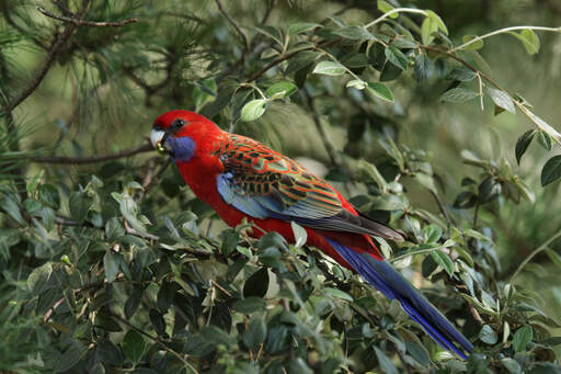 A crimson rosella's incredible colour patterned wings