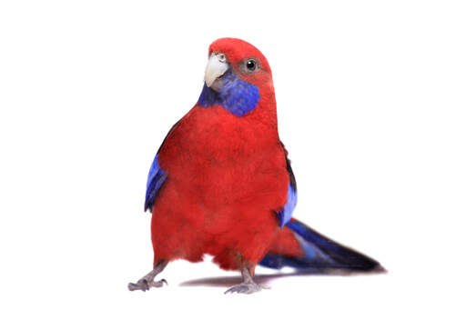 A crimson rosella showing off its lovely crimson red chest