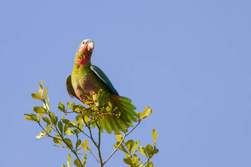 A cuban amazon perched high up in a tree