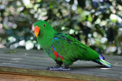 A eclectus parrot showing off it's wonderful, green and purple tail feathers