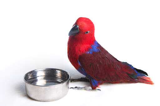 An eclectus parrot having a drink from it's water bowl