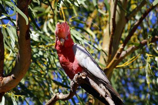 A rose breasted galah