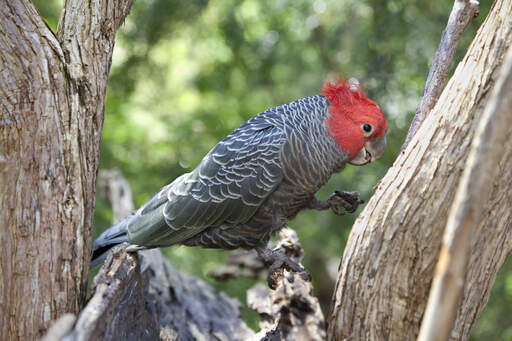 A gang gang cockatoo showing off it's beautiful wing feathers