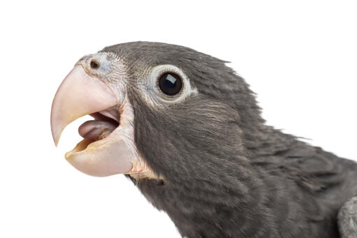 A close up of a greater vasa parrot's big, beautiful eyes