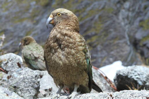 A kea's beautiful brown chest feathers and striking beak
