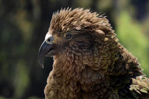 A close up of a kea's lovely, brown head feathers