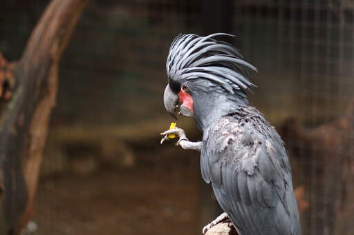 A palm cockatoo's beautiful, thick feathers