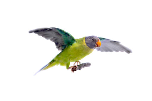 A plum headed parakeet showing off it's beautiful wings