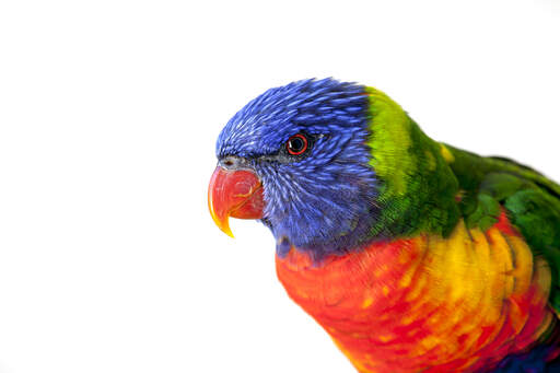 A close up of a rainbow lorikeet's beautiful red eyes and red beak