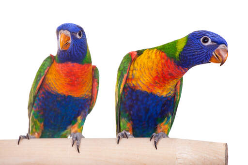 Two rainbow lorikeet's showing off their amazing feather colours