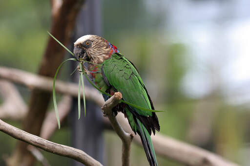 A close up of a red fan parrot's wonderful, green wing feathers