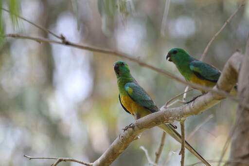 A red rumped parrot's wonderful, yellow and green feathers