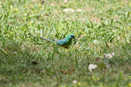 A lovely, little red rumped parrot feeding on the grownd