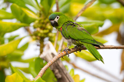 A red shouldered macaw's beautiful, long, green tail feathers