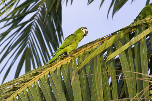 A red shouldered macaw's lovely green feathers and white face