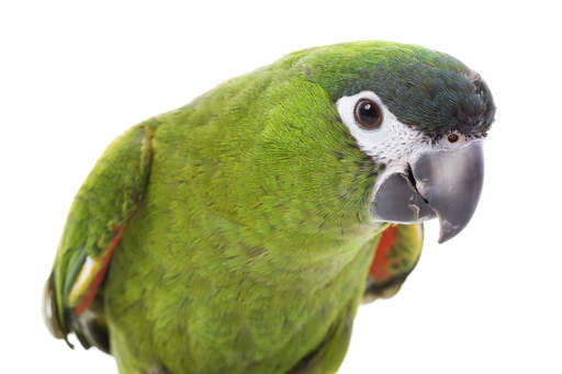 A close up of a red shouldered macaw's incredible, strong beak