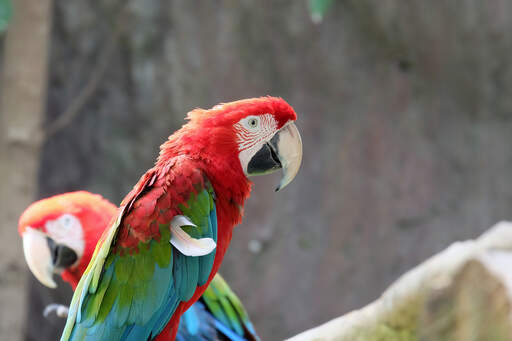 A red and blue macaw's big, strong beak