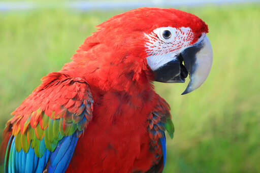 A close up of a red and blue macaw's beautiful, white face fethers