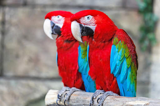 Two red and blue macaws with incredible red feathers